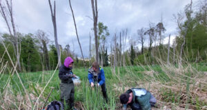 Un estudi amb participació del CREAF constata que els rius amb castor europeu emmagatzemen un 26% més de carboni